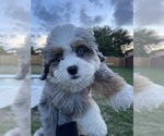 Small Photo #1 Bernedoodle Puppy For Sale in PALMETTO BAY, FL, USA