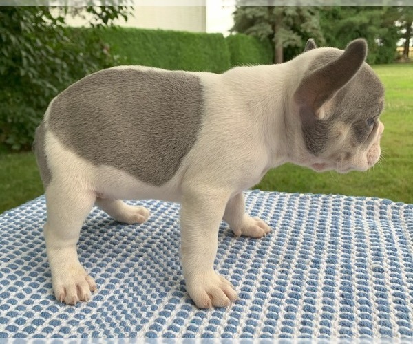 Medium Photo #24 French Bulldog Puppy For Sale in BREMEN, IN, USA