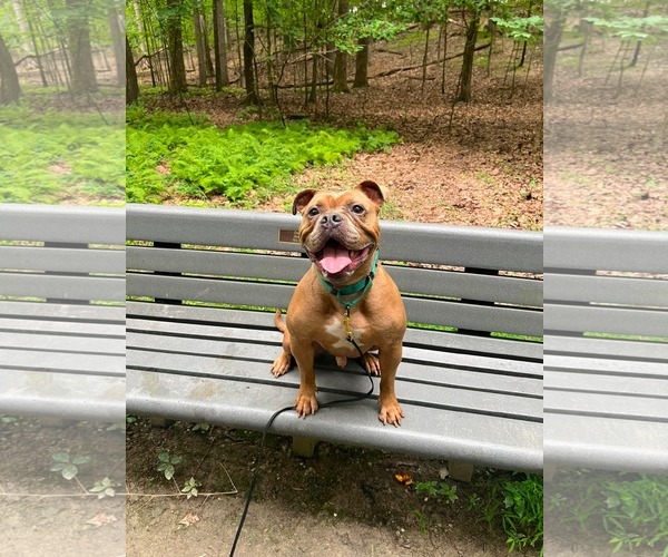 Medium Photo #2 American Bulldog-Unknown Mix Puppy For Sale in Derwood, MD, USA
