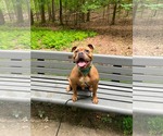 Small #1 American Bulldog Mix