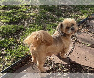 Lhasa Apso-Unknown Mix Dogs for adoption in Farmington, MN, USA