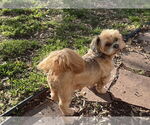 Small Lhasa Apso Mix