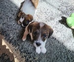 Puppy 2 Parson Russell Terrier-Wire-Poo Mix