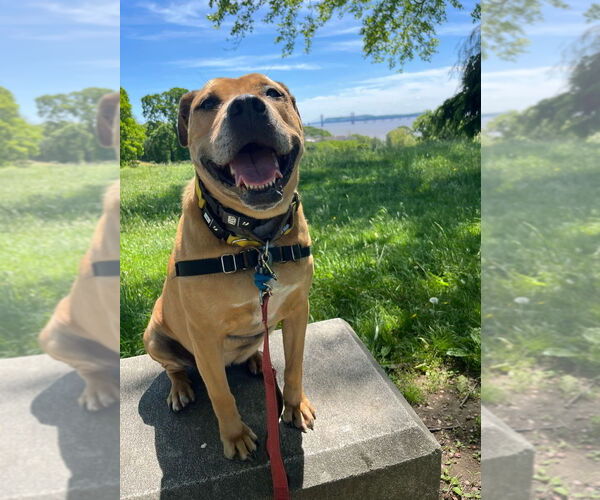 Medium Photo #12 Catahoula Leopard Dog-Unknown Mix Puppy For Sale in Elmsford, NY, USA