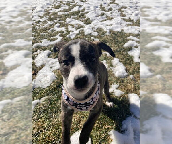 Medium Photo #13 Mutt Puppy For Sale in Plainfield, IL, USA