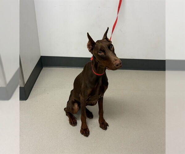 Medium Photo #1 Doberman Pinscher Puppy For Sale in Corona, CA, USA