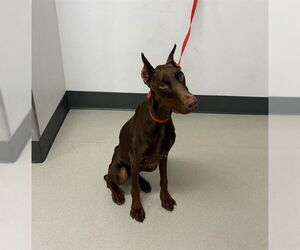 Doberman Pinscher Dogs for adoption in Corona, CA, USA