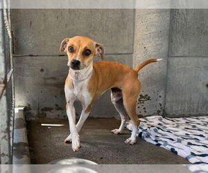 Chihuahua Dogs for adoption in Pasadena, CA, USA