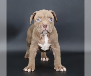 American Bully Puppy for sale in CHAMPAIGN, IL, USA