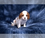 Small #5 Cavalier King Charles Spaniel
