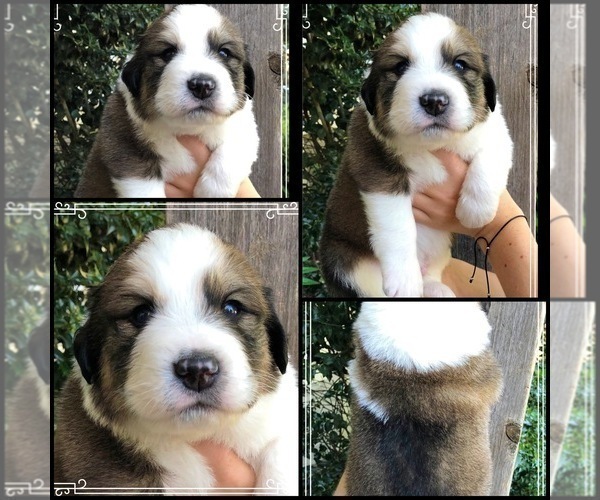 Medium Photo #3 Great Bernese Puppy For Sale in OVERLAND, KS, USA