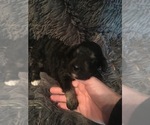 Small Photo #2 Poodle (Standard) Puppy For Sale in KEARNEY, MO, USA