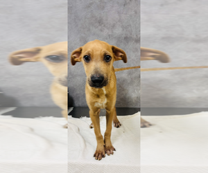 Mutt Dogs for adoption in Woodbury, NY, USA