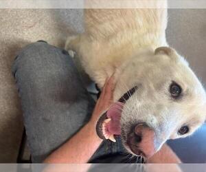 German Shepherd Dog-Great Pyrenees Mix Dogs for adoption in Louisville, KY, USA