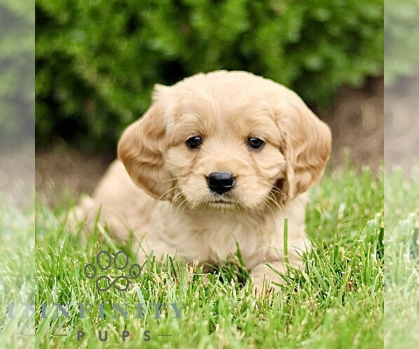Medium Photo #1 Golden Retriever Puppy For Sale in STRASBURG, PA, USA