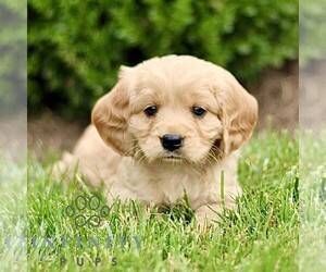 Golden Retriever Puppy for sale in STRASBURG, PA, USA