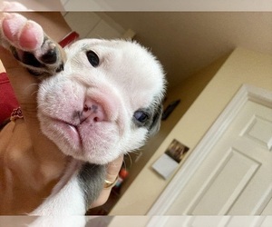 Medium Bulldog