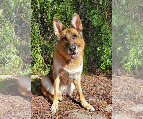 Medium Photo #8 German Shepherd Dog Puppy For Sale in Temecula, CA, USA
