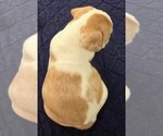 Small Photo #54 French Bulldog Puppy For Sale in CHINO HILLS, CA, USA