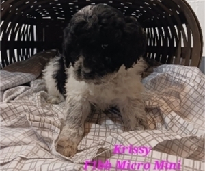 Bernedoodle (Miniature) Puppy for Sale in SHIPSHEWANA, Indiana USA