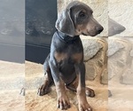 Puppy black collar Doberman Pinscher