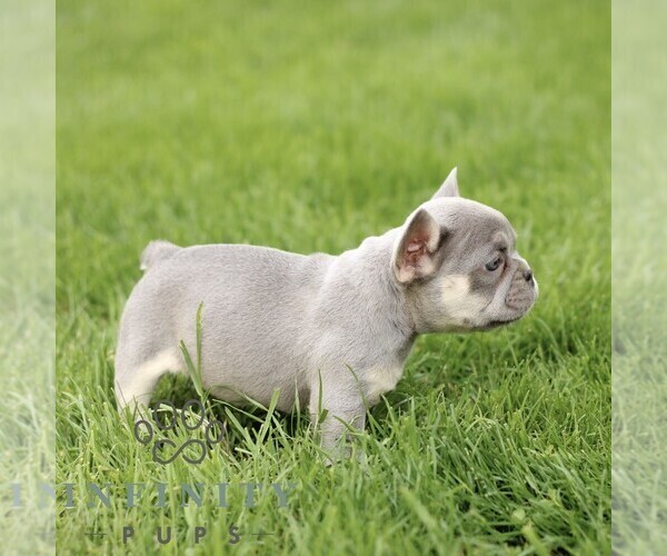 Medium Photo #5 French Bulldog Puppy For Sale in GORDONVILLE, PA, USA