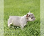 Small #4 French Bulldog