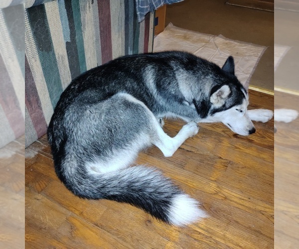 Medium Photo #1 Siberian Husky Puppy For Sale in PIKEVILLE, TN, USA