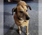 Small #4 Mutt