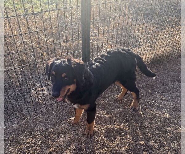 Medium Photo #2 Bernese Mountain Dog-Labrador Retriever Mix Puppy For Sale in Bolivar, MO, USA