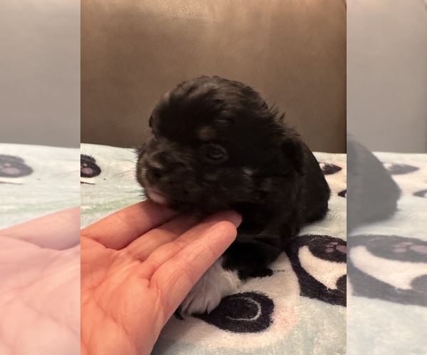 Medium Photo #5 Chihuahua Puppy For Sale in TWINING, MI, USA