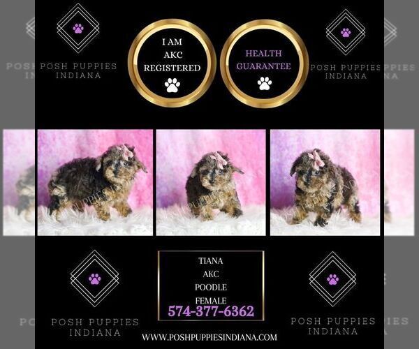 Medium Photo #2 Poodle (Toy) Puppy For Sale in WARSAW, IN, USA