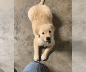 Golden Retriever-Mastiff Mix Dogs for adoption in Brooksville, FL, USA