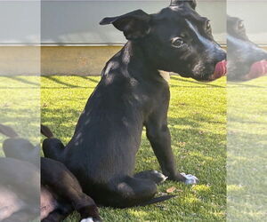 American Staffordshire Terrier-Labrador Retriever Mix Dogs for adoption in Lakewood, CO, USA