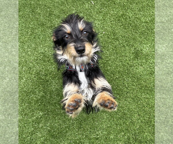 Medium Photo #3 Mutt Puppy For Sale in Salinas, CA, USA