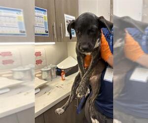 Labrador Retriever-Unknown Mix Dogs for adoption in Baytown, TX, USA