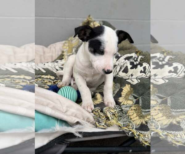 Medium Photo #3 Mutt Puppy For Sale in Turlock, CA, USA