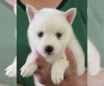 Small Photo #1 Alaskan Klee Kai Puppy For Sale in SEBRING, FL, USA
