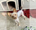 Small #1 Mutt