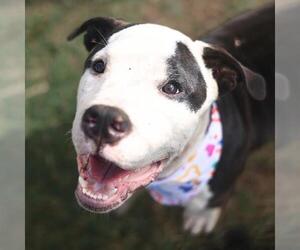 American Staffordshire Terrier-Unknown Mix Dogs for adoption in San Antonio, TX, USA