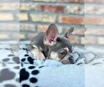 Small #15 French Bulldog