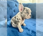 Small #11 French Bulldog