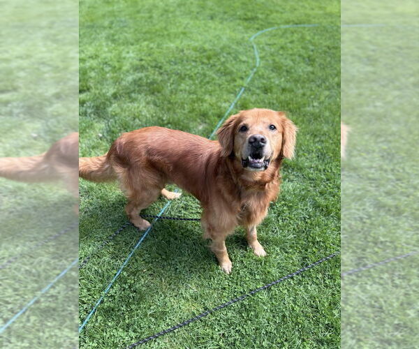 Medium Photo #12 Golden Retriever-Unknown Mix Puppy For Sale in Boston, MA, USA