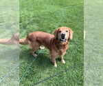 Small #11 Golden Retriever Mix
