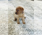 Small #3 Labrador Retriever