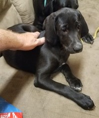 Labrador Retriever Puppy for sale in KEYSVILLE, VA, USA