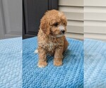 Small Photo #1 Cavapoo Puppy For Sale in DUNNVILLE, KY, USA