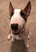 Small Photo #1 Miniature Bull Terrier Puppy For Sale in SPRING, TX, USA