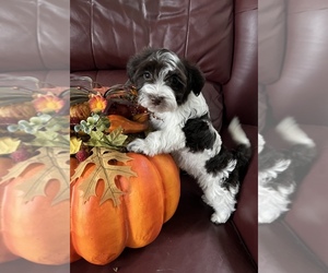 Havanese Puppy for sale in LIVONIA, MI, USA