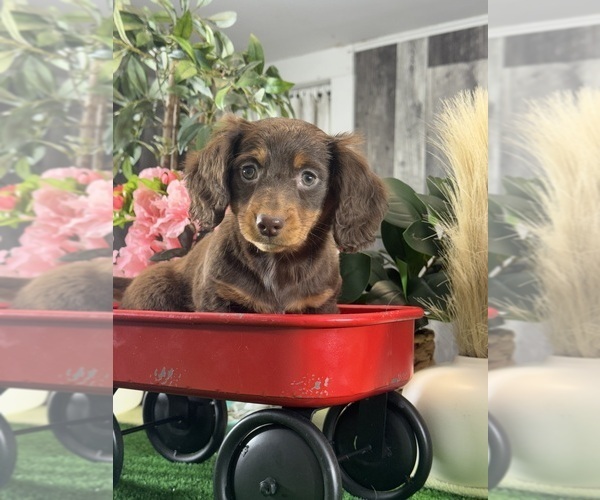 Medium Photo #3 Dachshund Puppy For Sale in CANOGA, NY, USA
